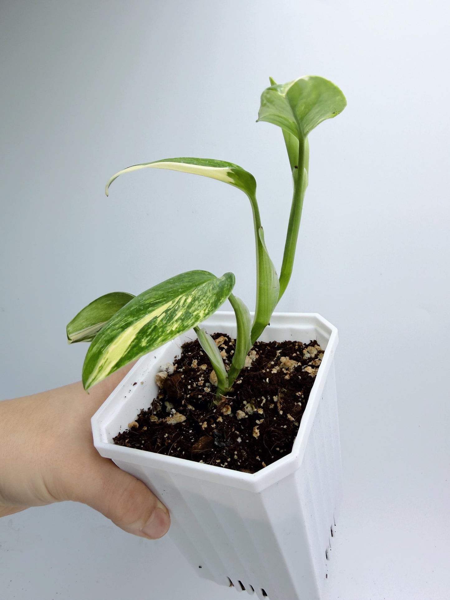 Monstera Standleyana Aurea Variegated