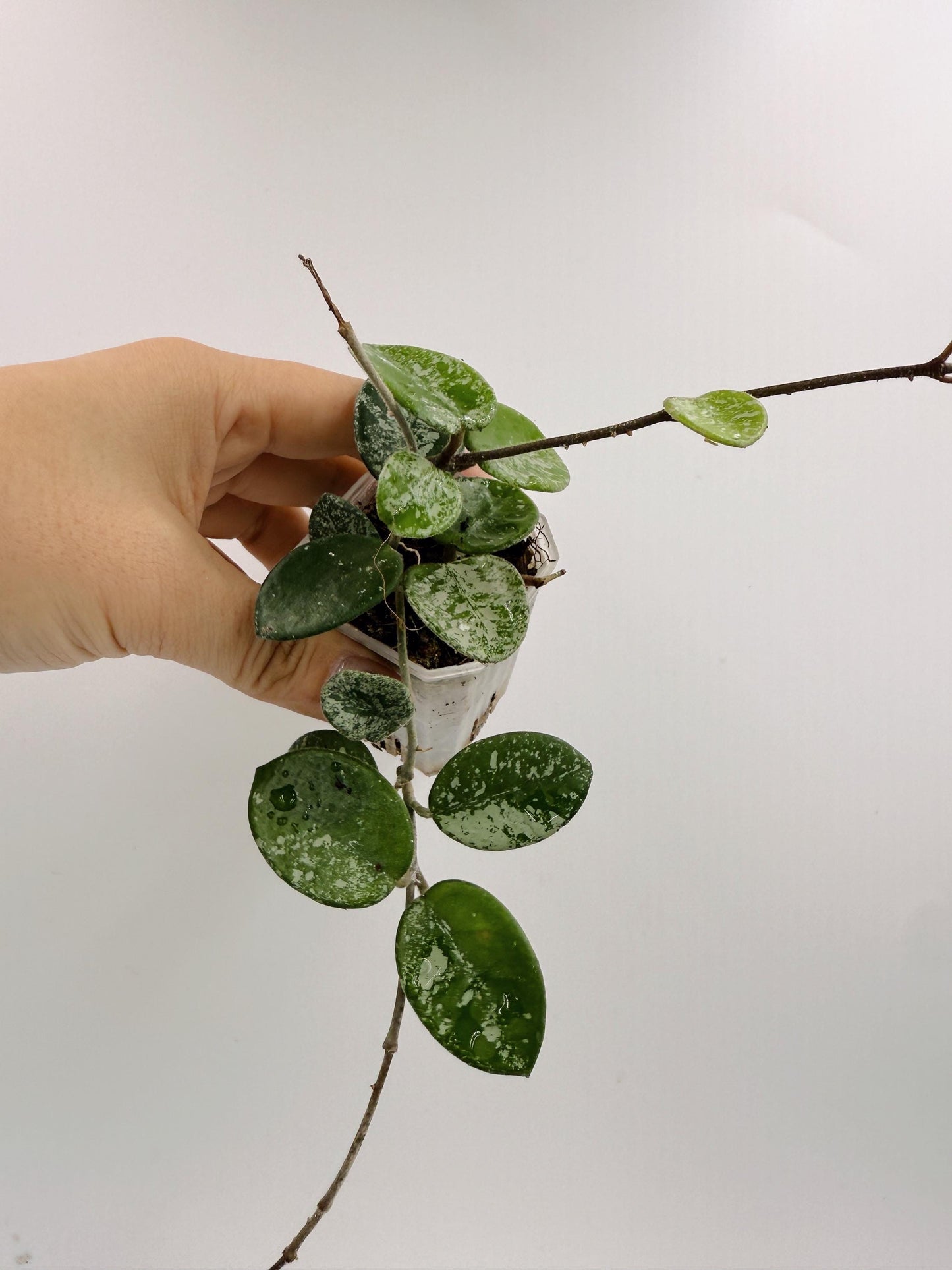 Hoya Mathilde Splash