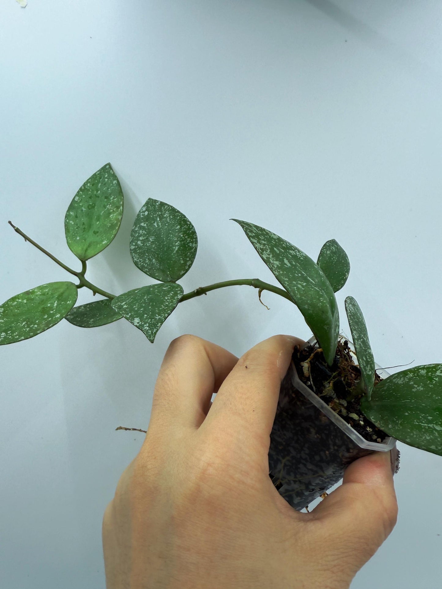 Hoya Nabawanensis Splash
