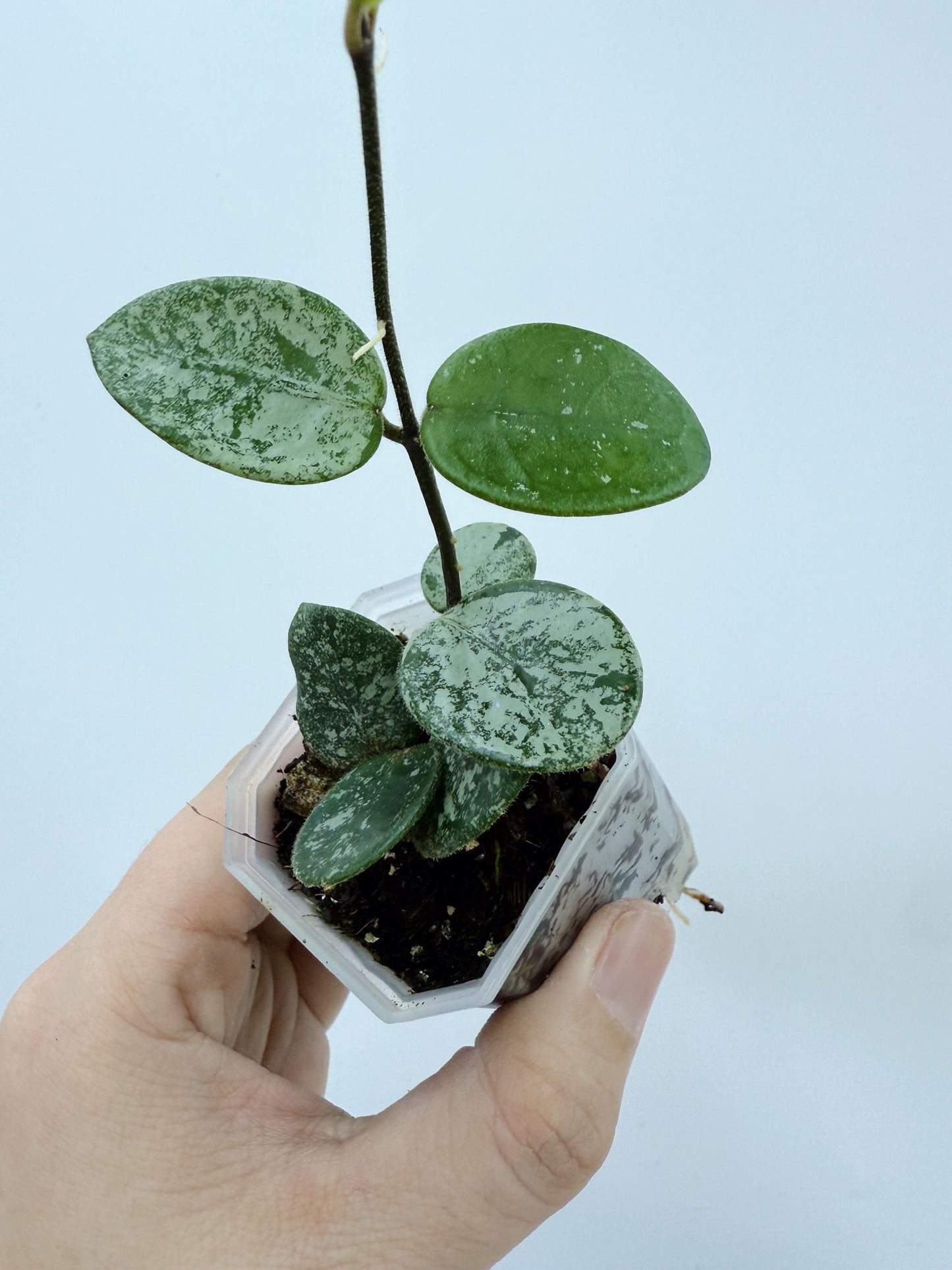 Hoya Mathilde Splash