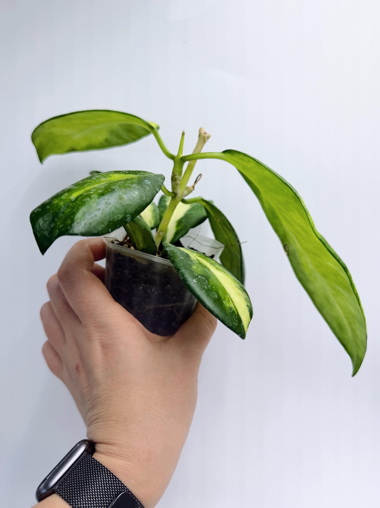 Hoya Diversifolia Maharani Variegata