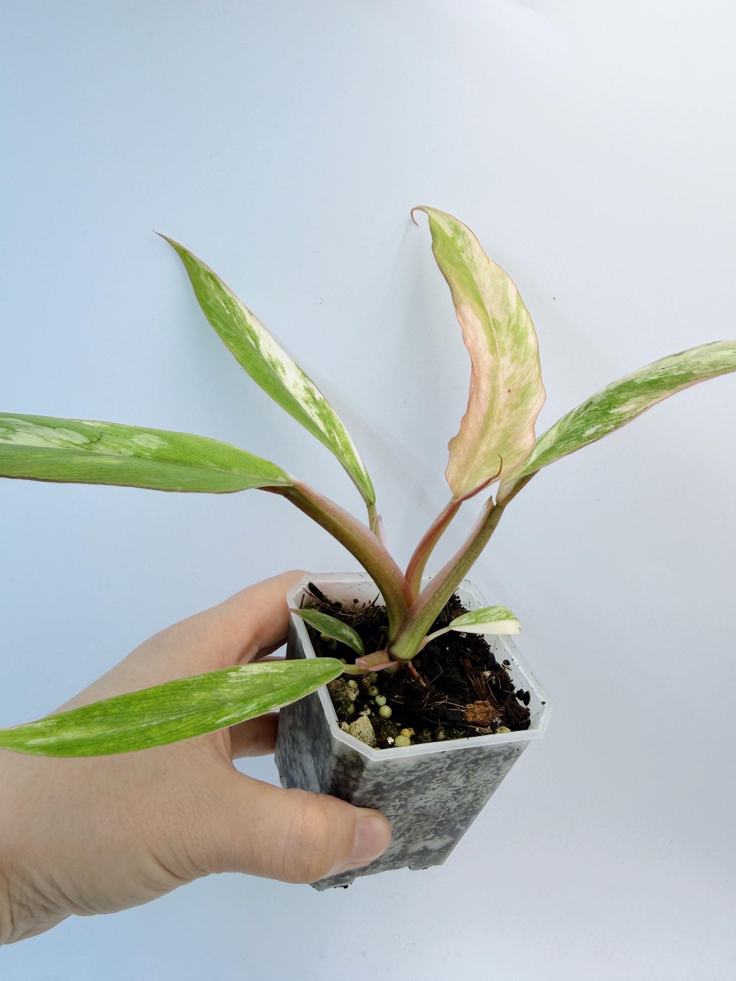 Philodendron Caramel Marble