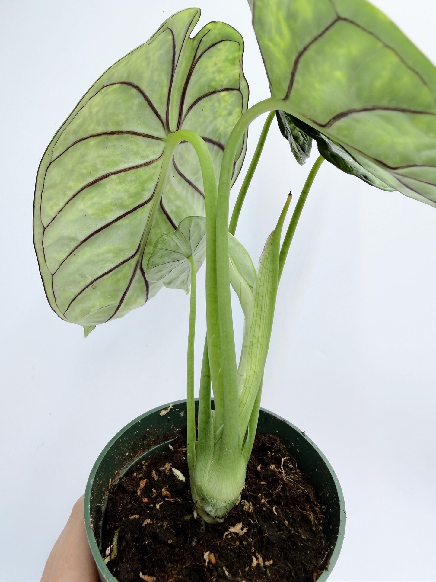 Alocasia Dragon Scale Mint