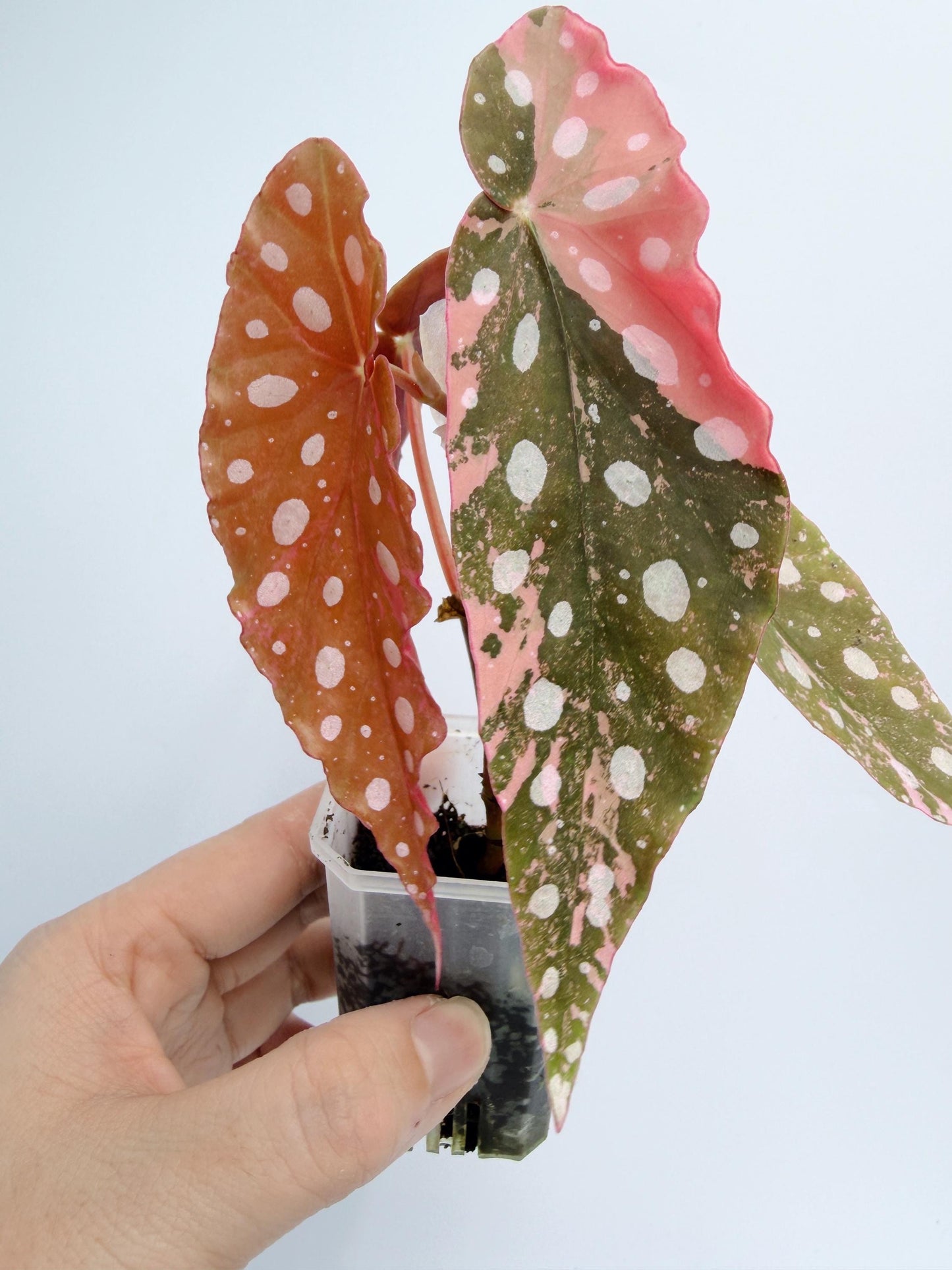 Begonia Maculata Pink Variegated
