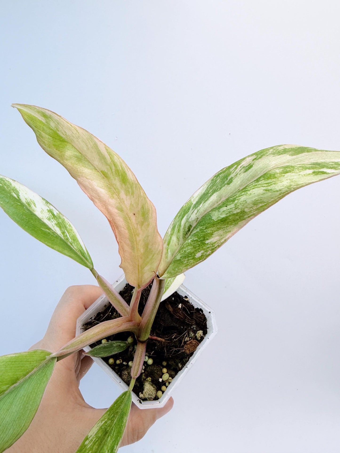 Philodendron Caramel Marble