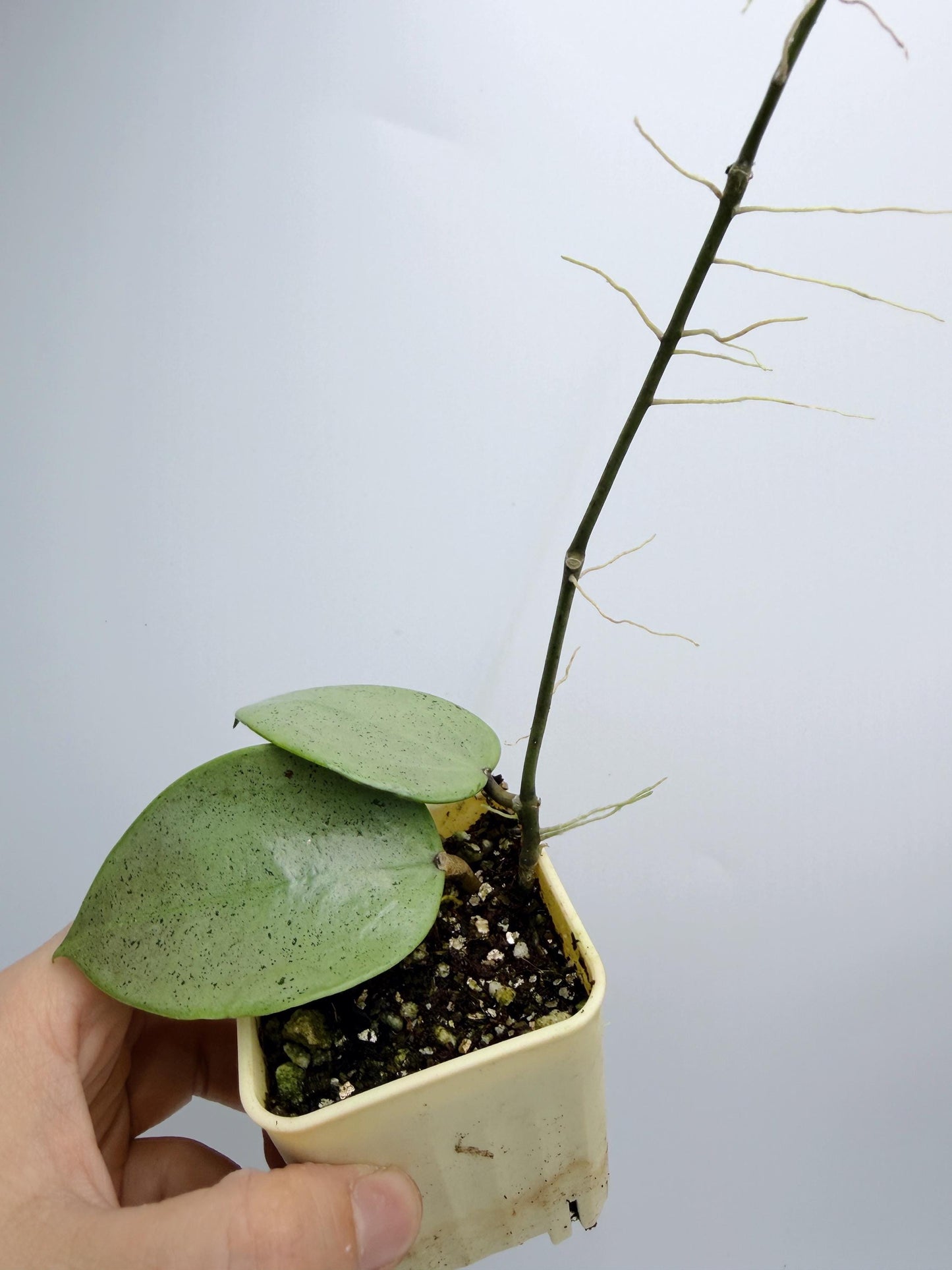 Hoya Verticillata Heart Leaves Silver