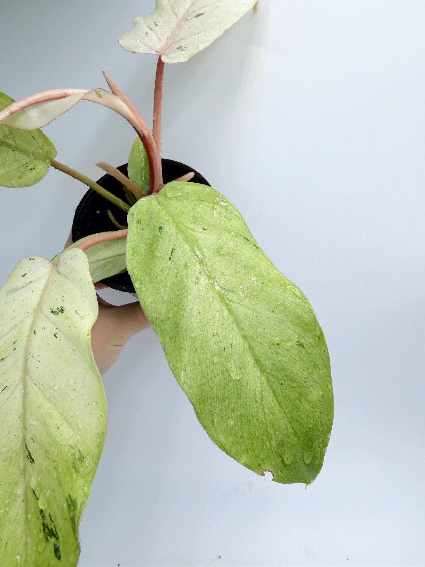 Philodendron Snow Drift