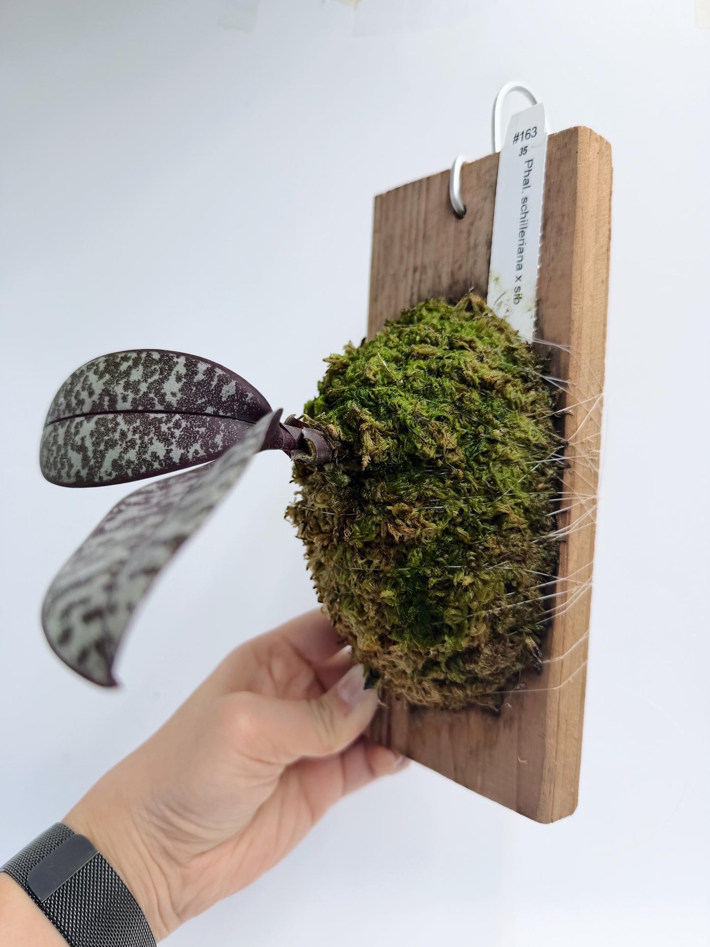 Phalaenopsis Schilleriana xSib