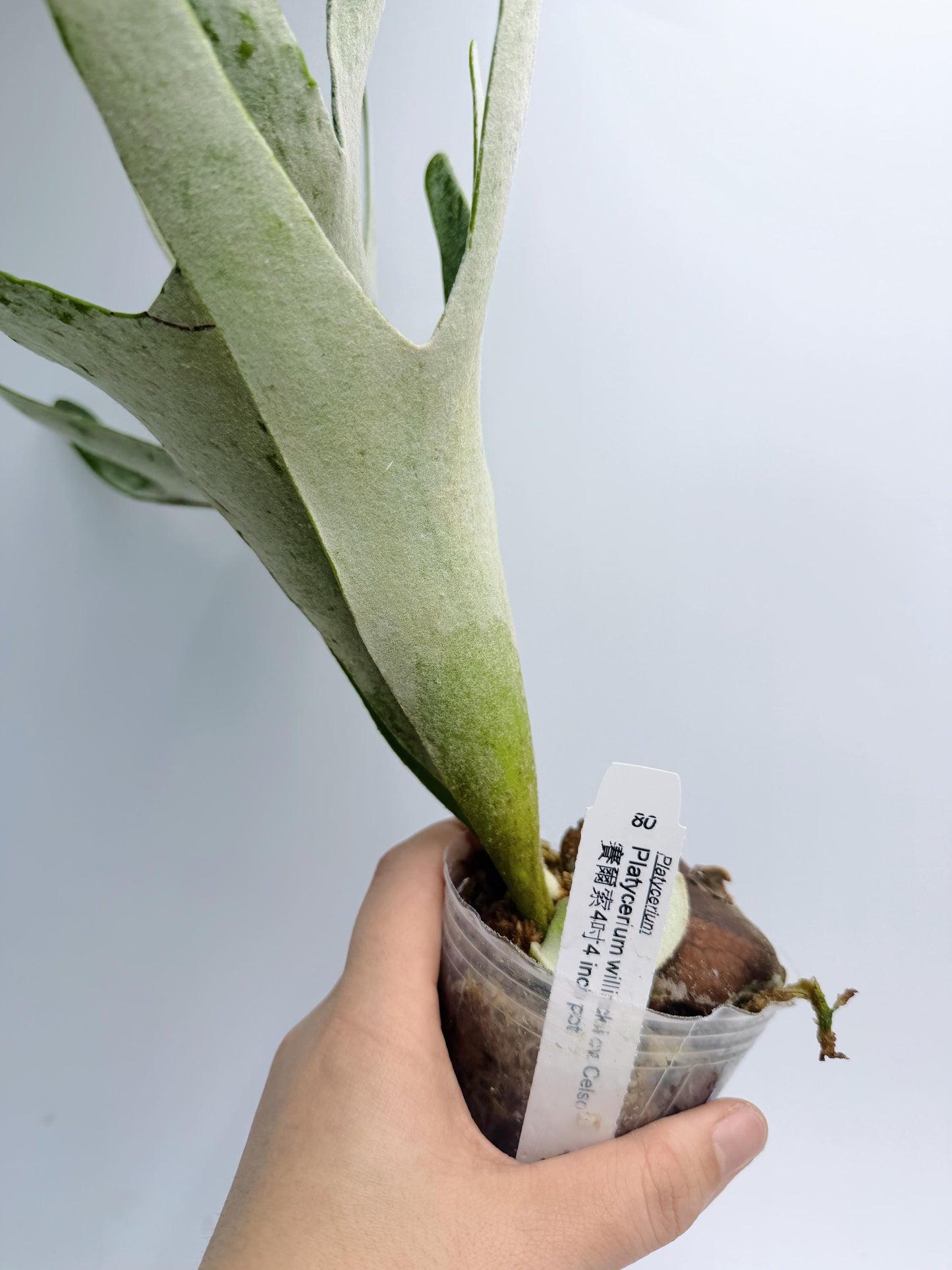 Platycerium Redleyi 'fine stem'