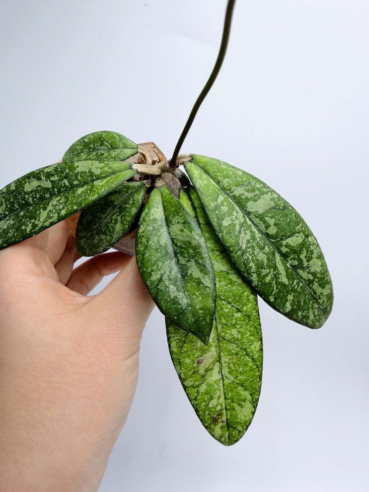 Hoya Crassipetiolata Splash