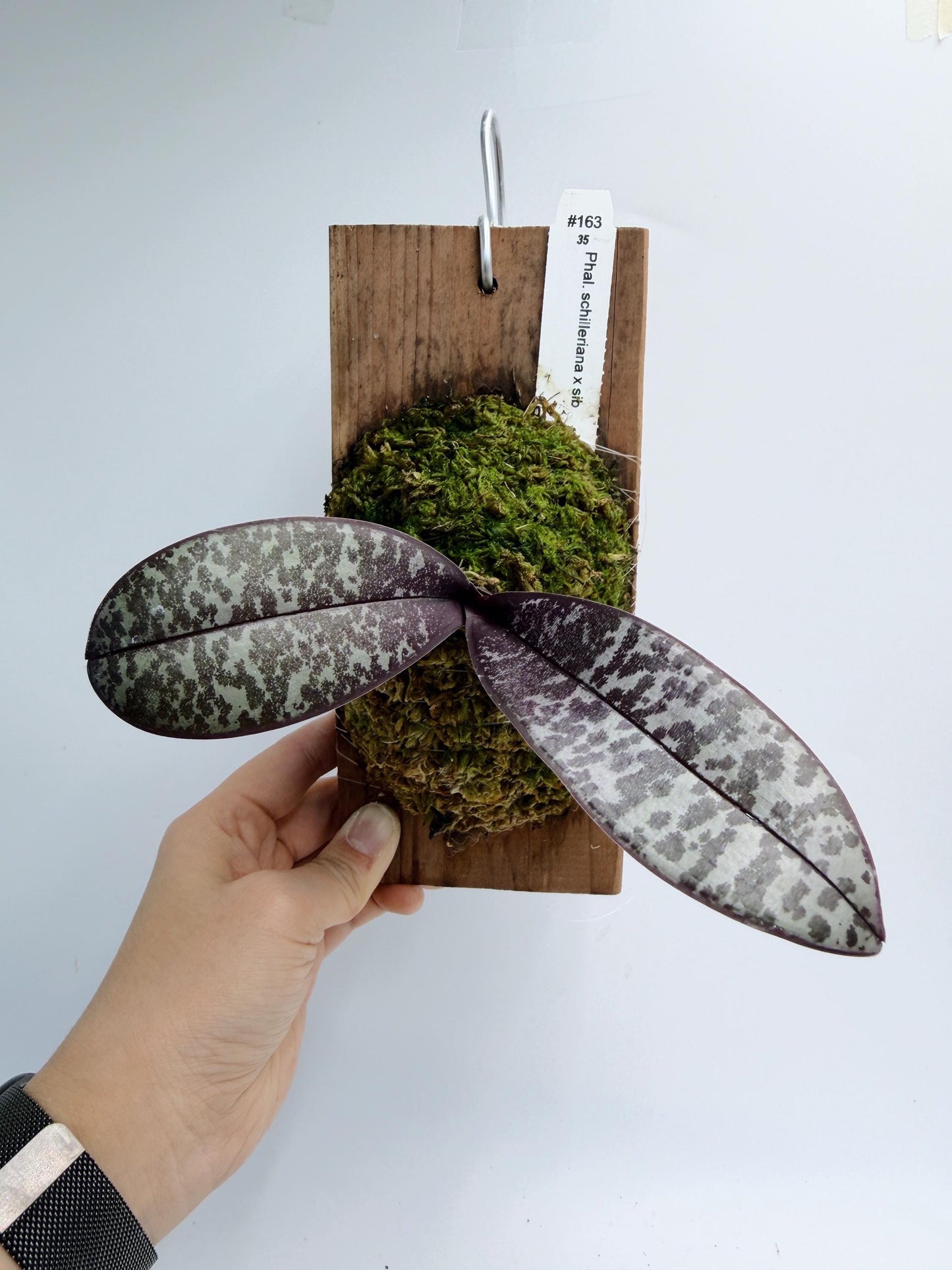 Phalaenopsis Schilleriana xSib