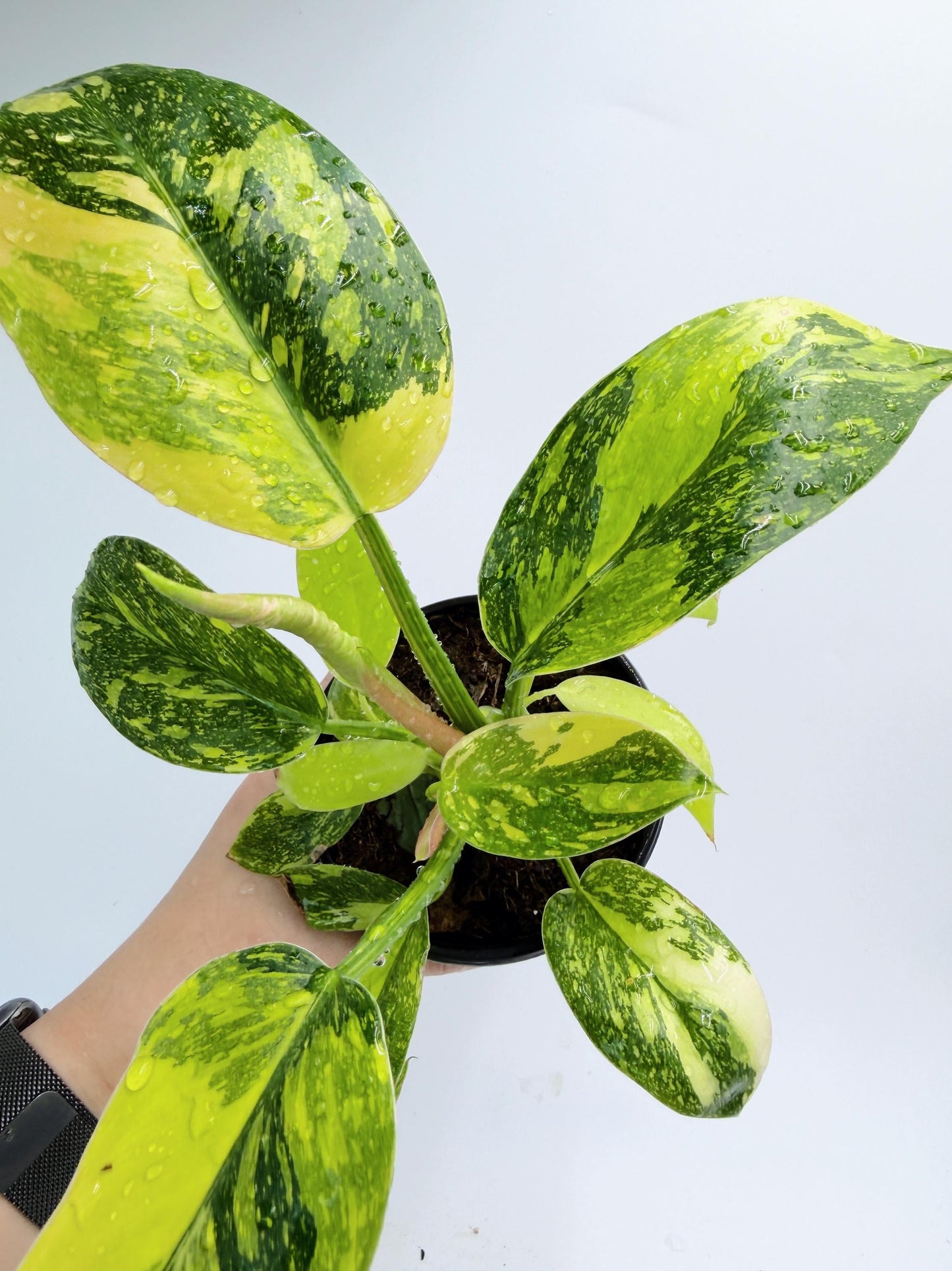 Philodendron Green Congo Nuclear