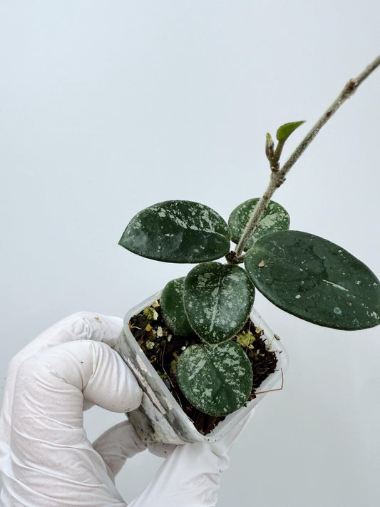 Hoya Mathilde Splash