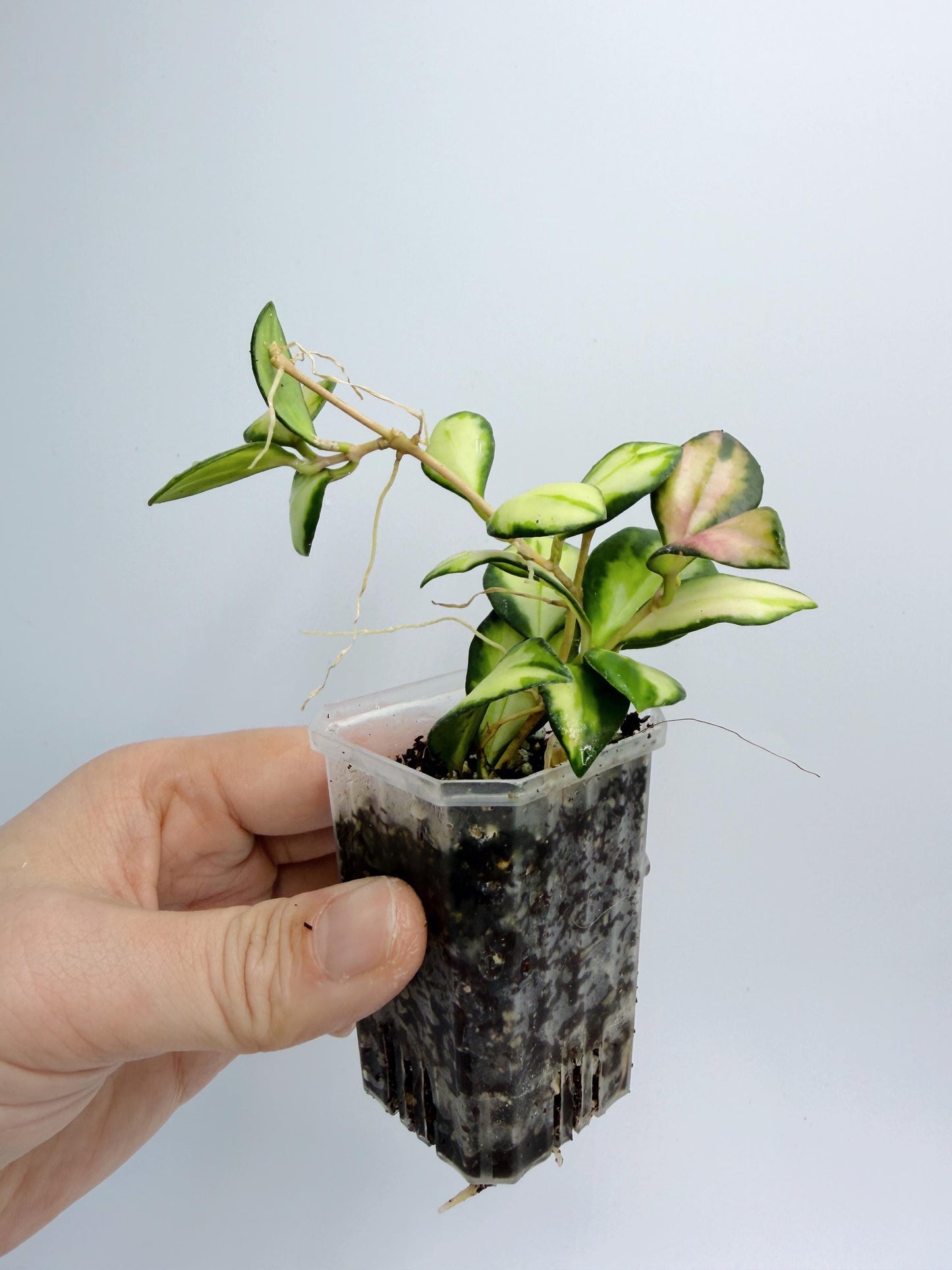 Hoya Heuschkeliana Variegata