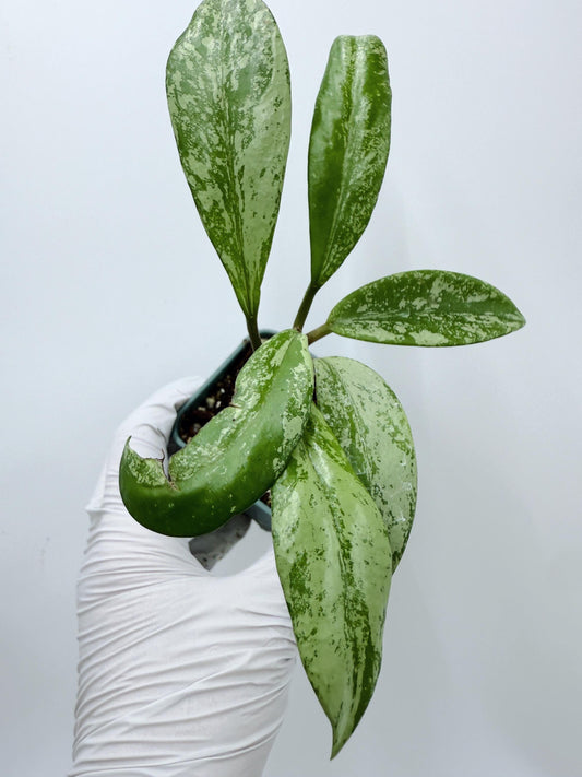 Hoya Pubicalyx Pink Silver Ghost
