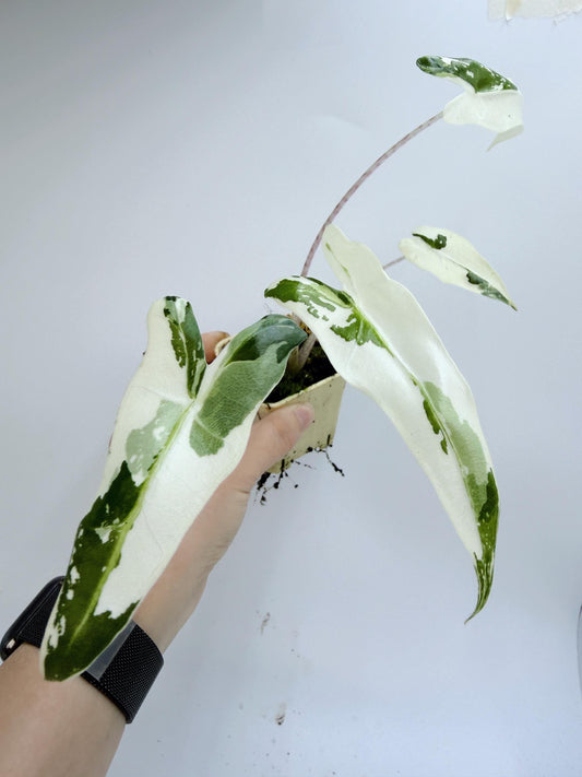 Alocasia Sarian Albo