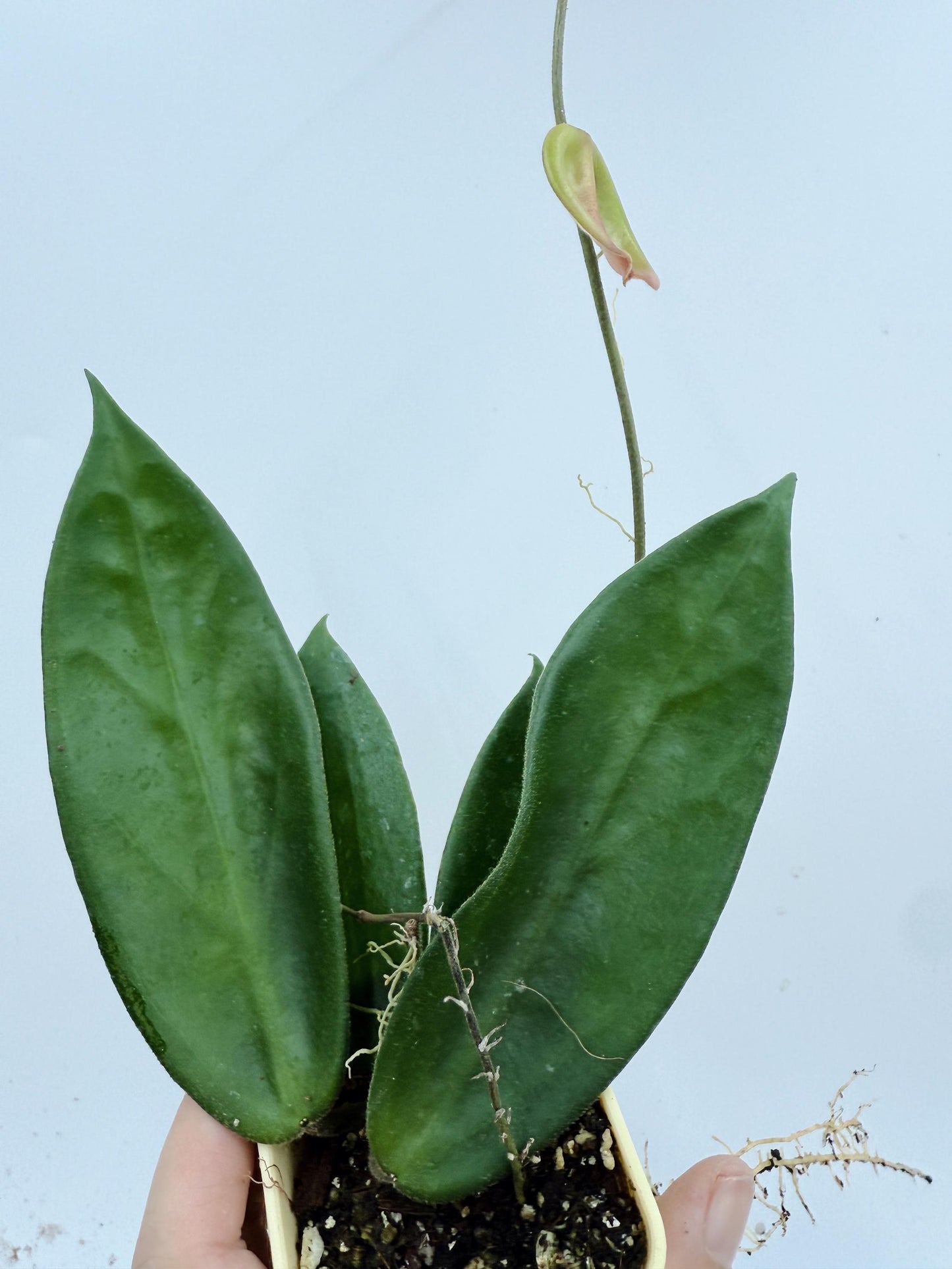 Hoya Vangviengiensis