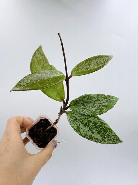 Hoya Pubicalyx Pink Silver Ghost
