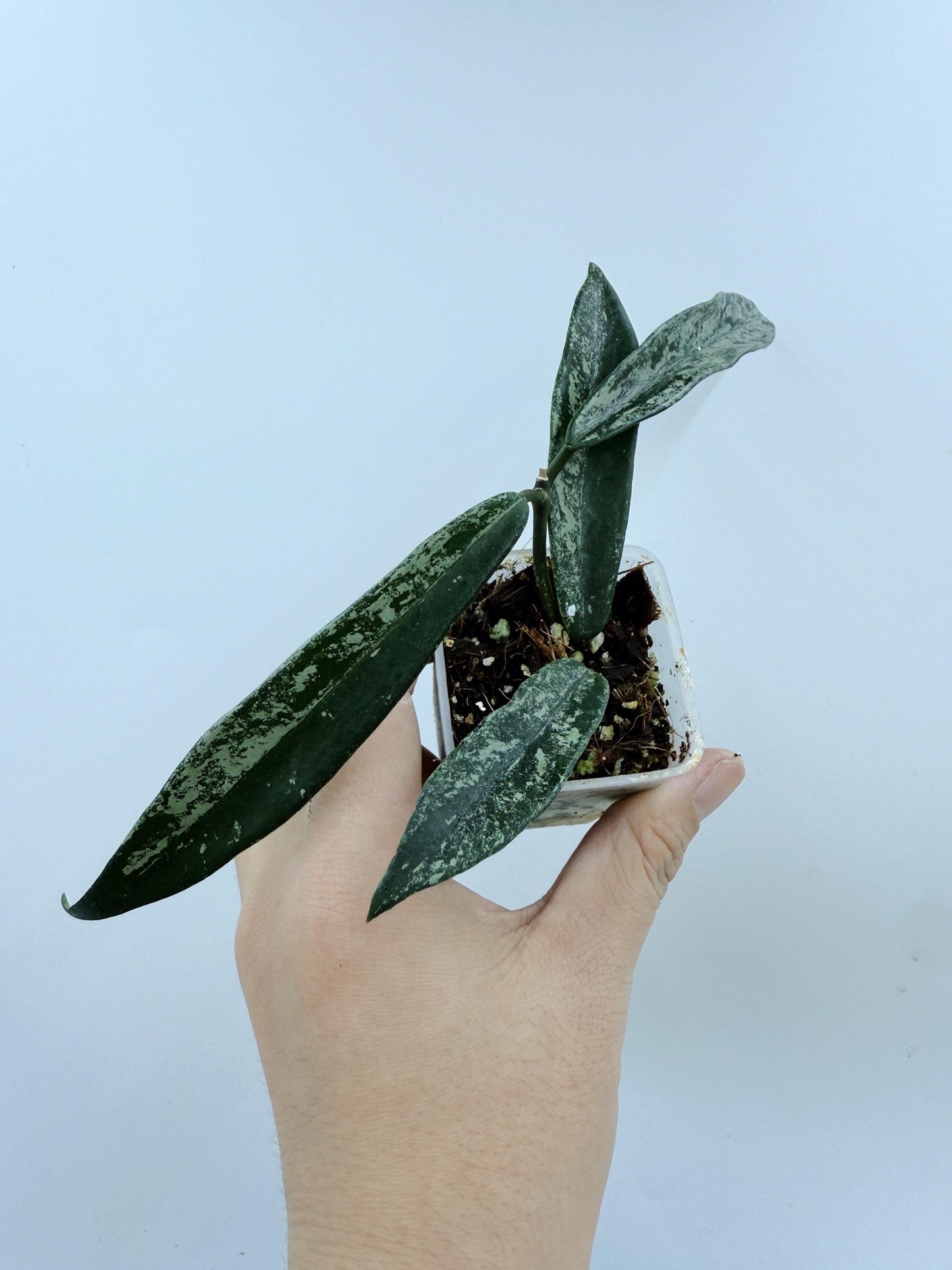 Hoya Minibelle Splash