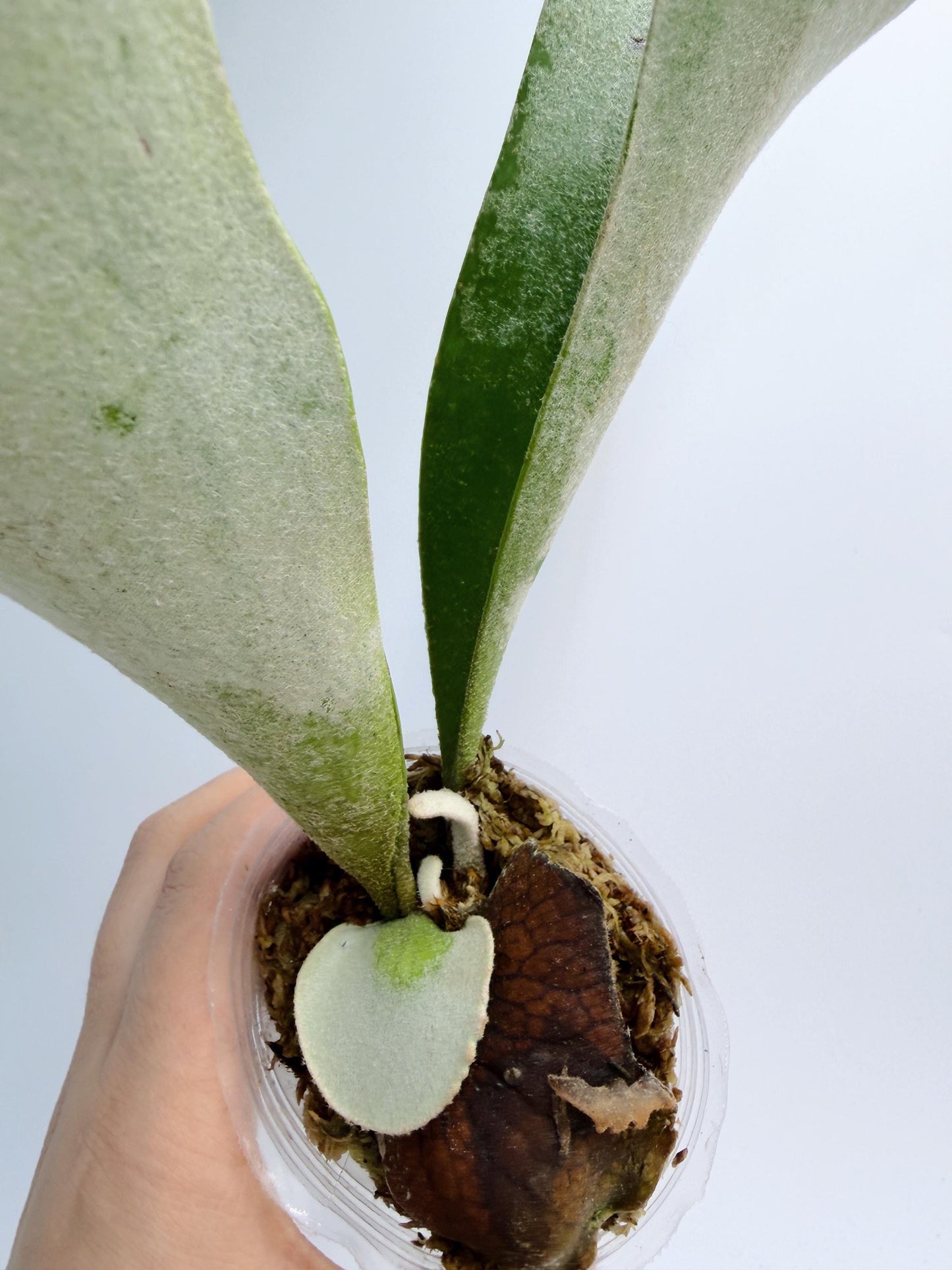 Platycerium Redleyi 'fine stem'