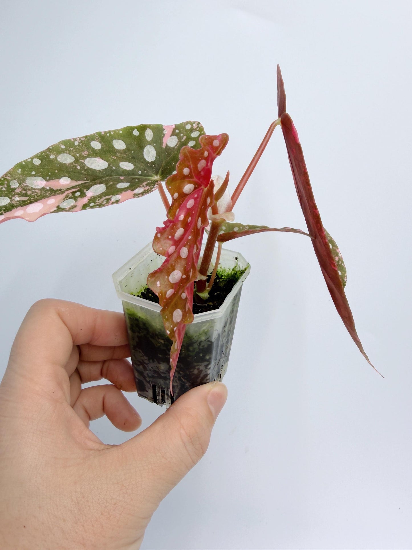 Begonia Maculata Pink Variegated
