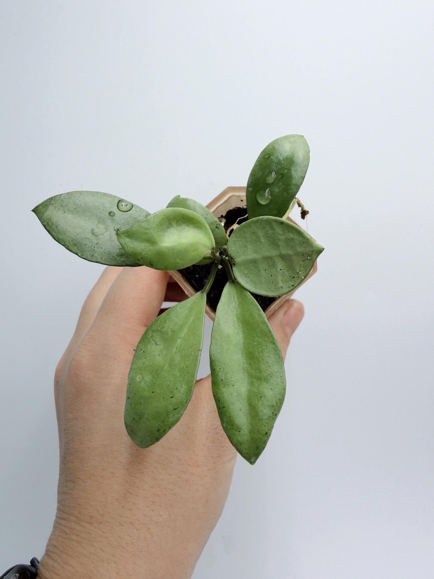 Hoya Lacunosa Silver Mint Coin