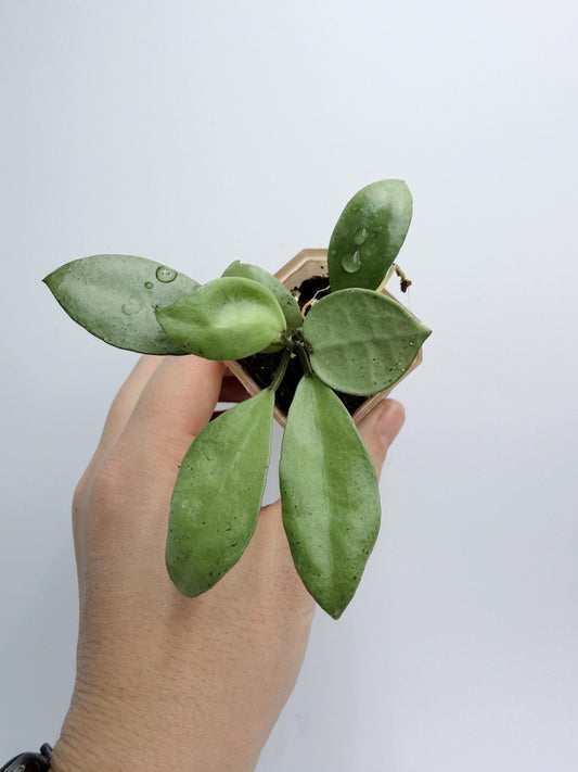 Hoya Lacunosa Silver Mint Coin