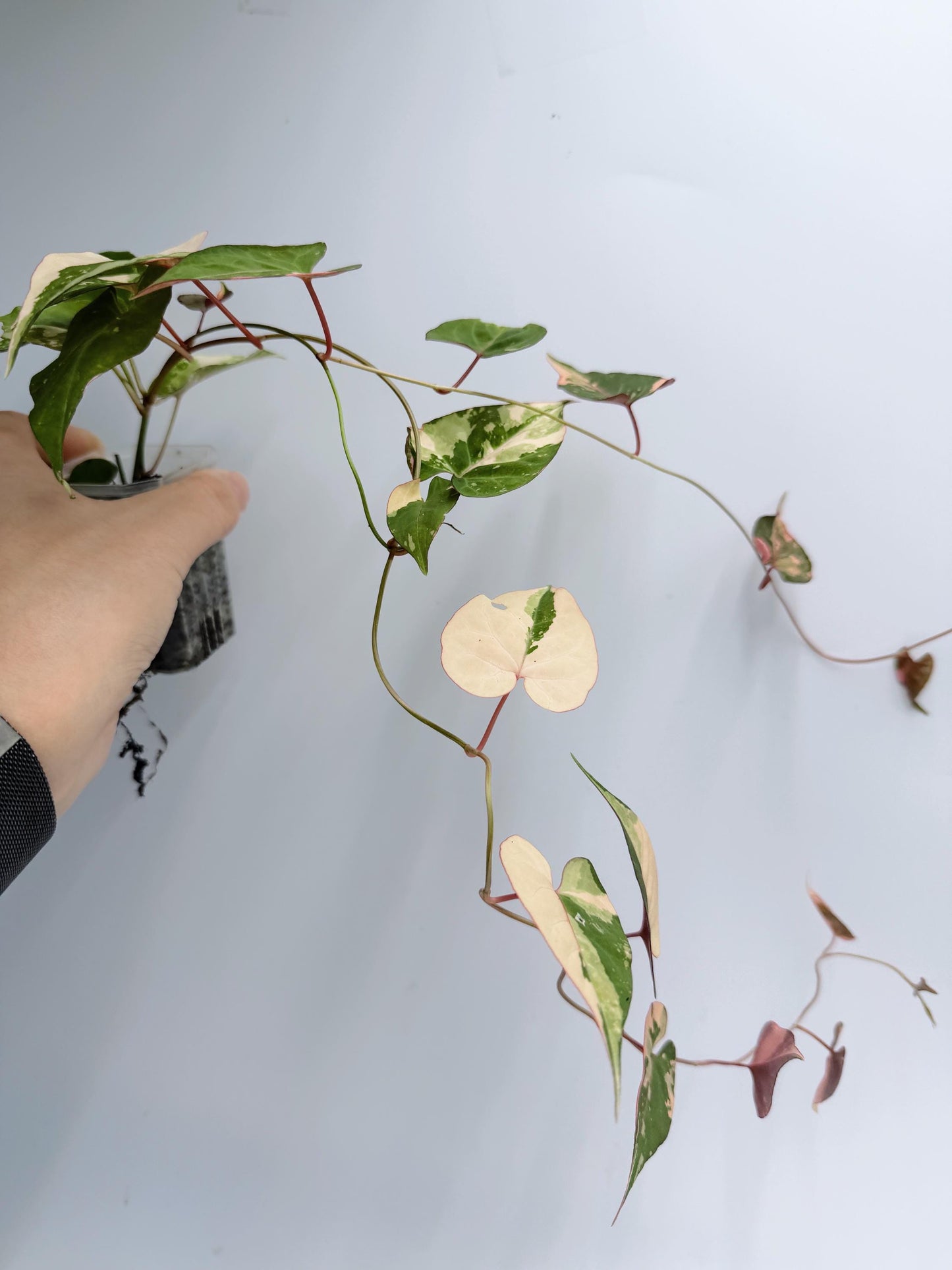 Fallopia Multiflora Variegated
