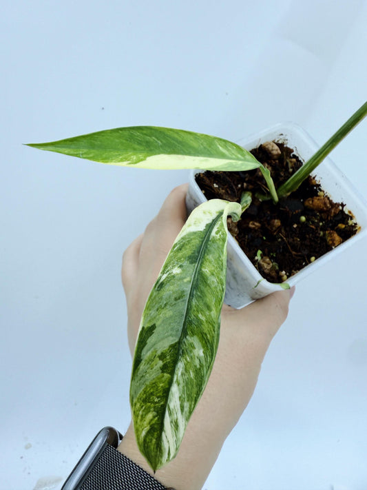 Epipremnum Giganteum Variegated