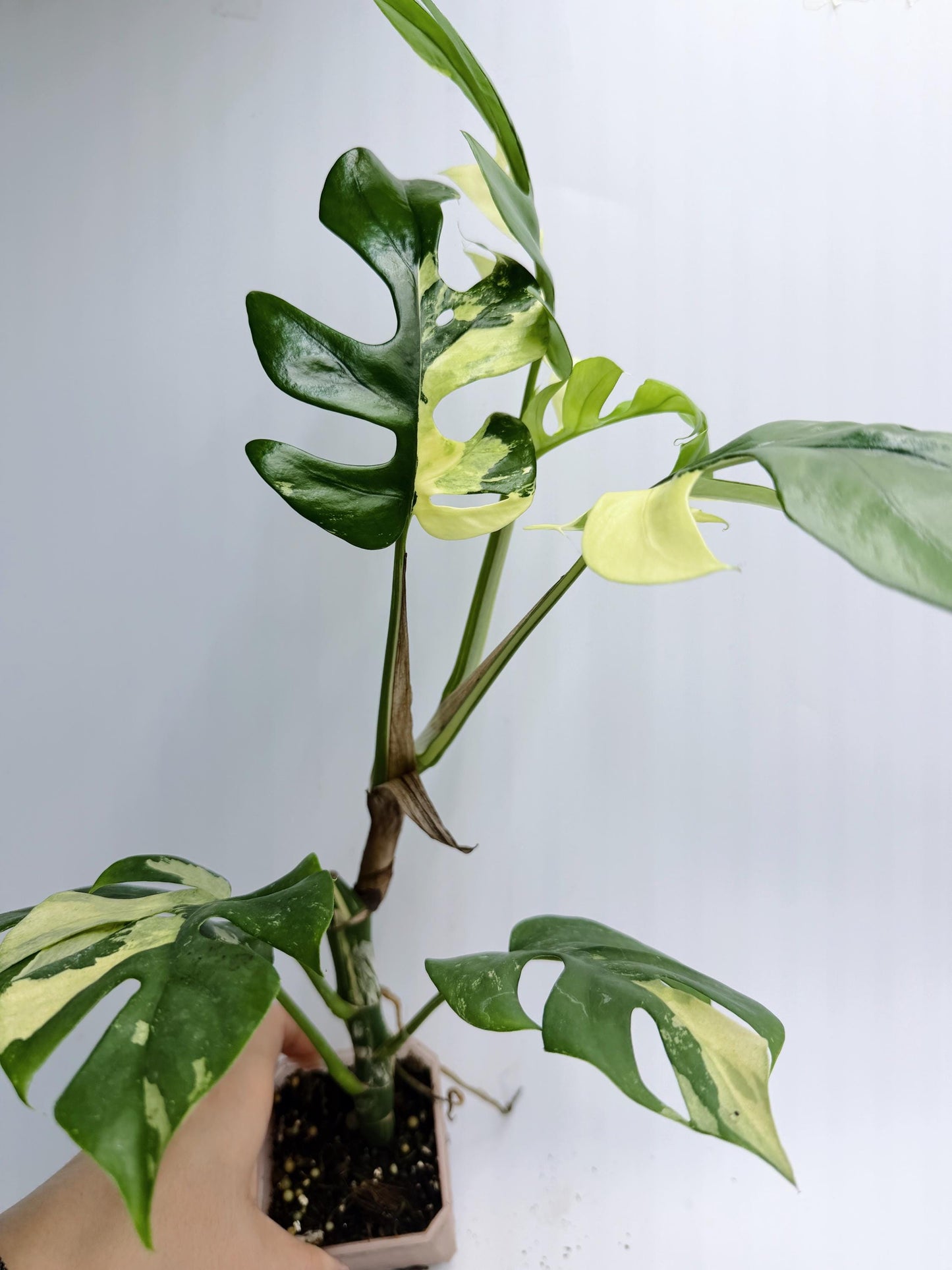 Rhaphidophora Tetrasperma Variegated