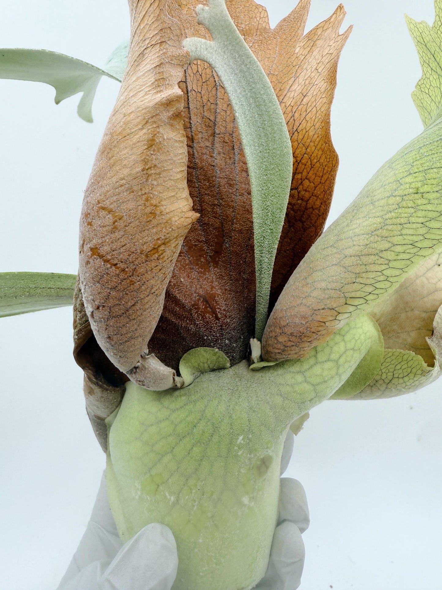 Platycerium Bifurcatum sp.White