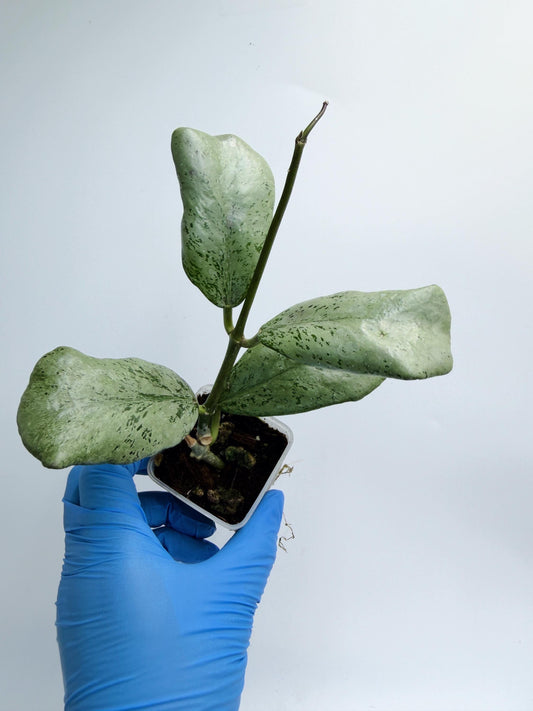 Hoya Chiang Dao Silver