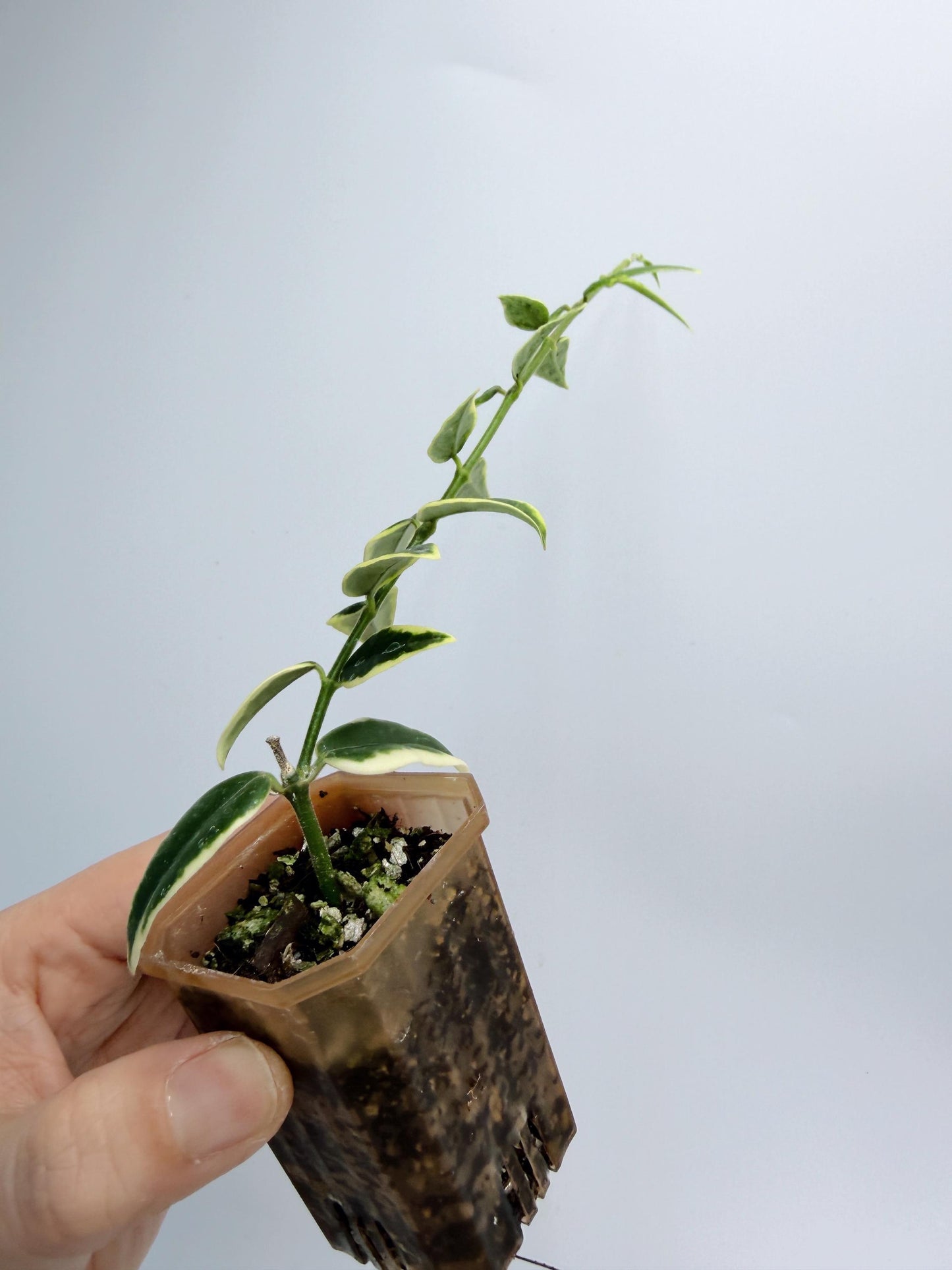 Hoya Bella Outer Variegated