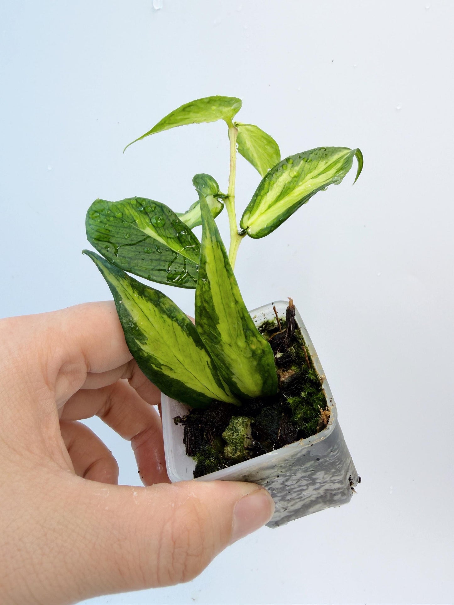 Hoya Polyneura Inner Variegated