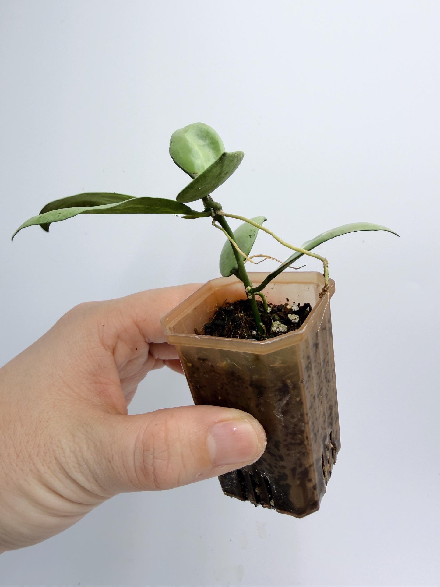 Hoya Lacunosa Silver Mint Coin