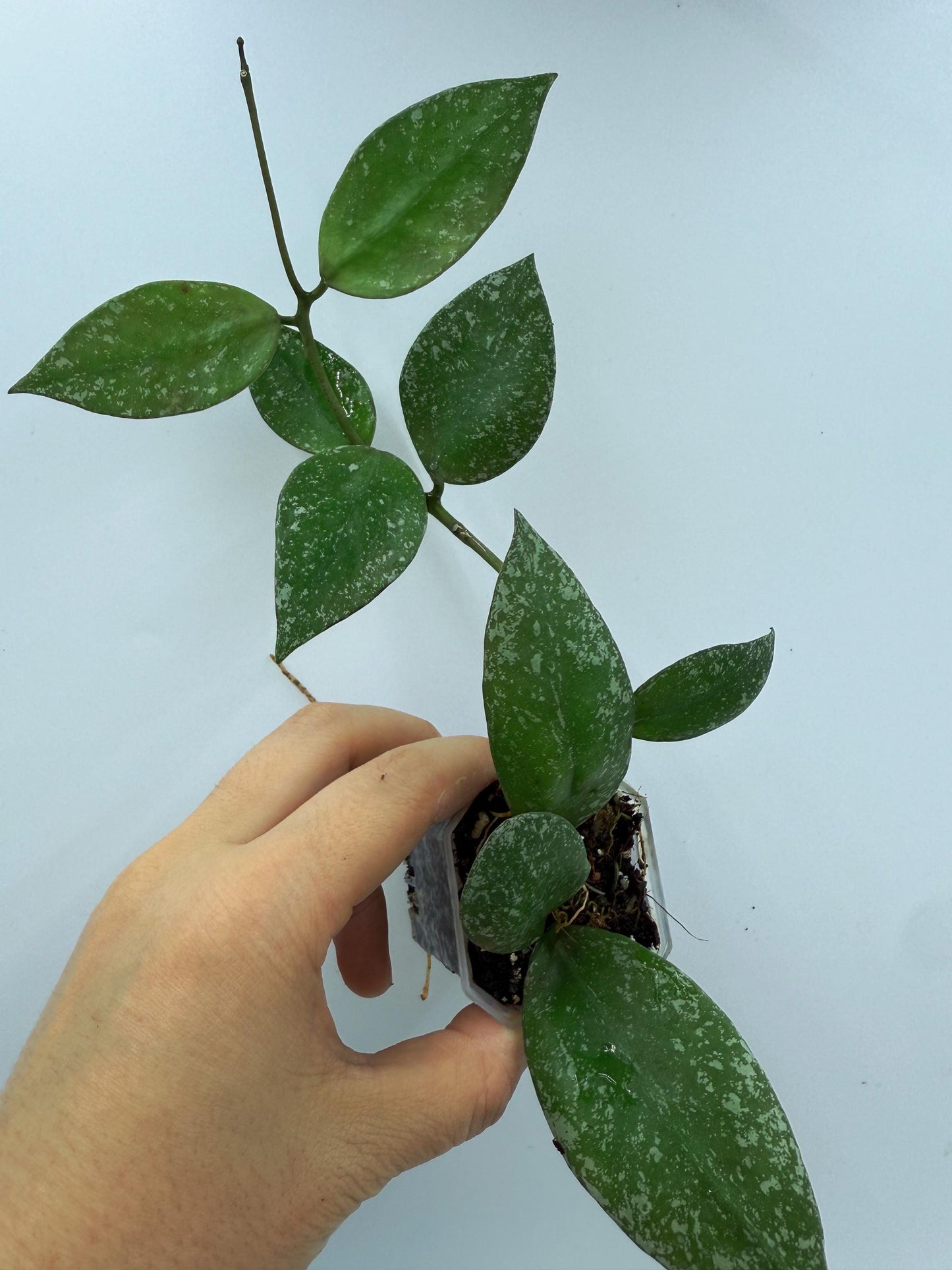 Hoya Nabawanensis Splash
