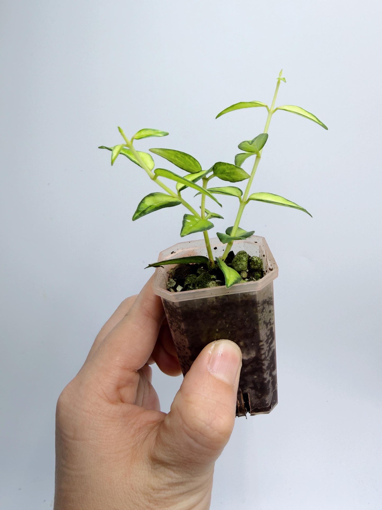 Hoya Bella Inner Variegated