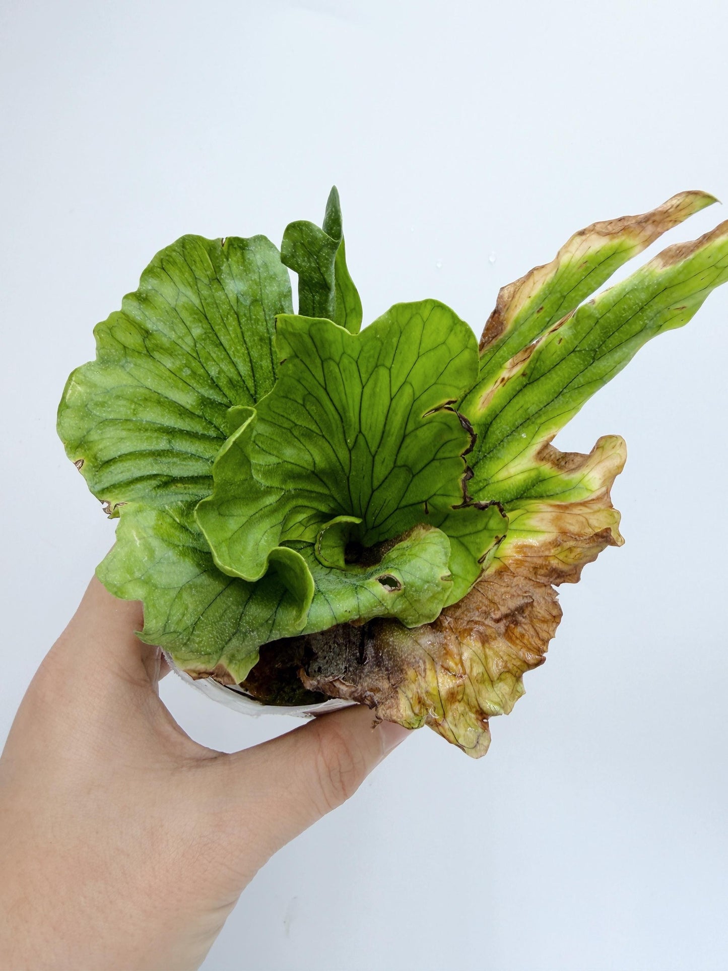 Platycerium wandae 'Dwarf Curling'