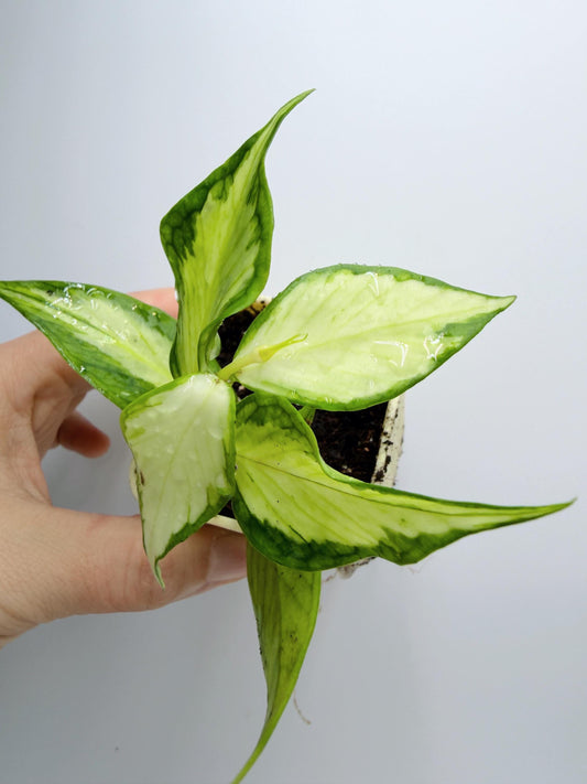 Hoya Polyneura Inner Variegated