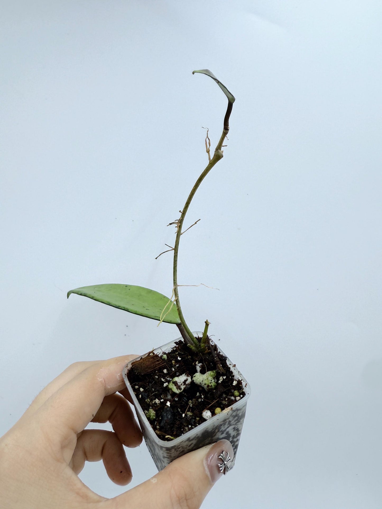 Hoya Snow Cui Silver