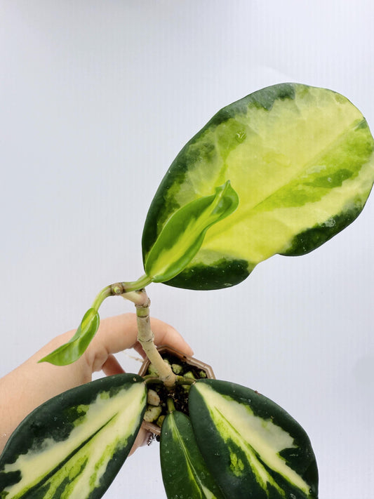 Hoya Diversifolia Maharani Variegata