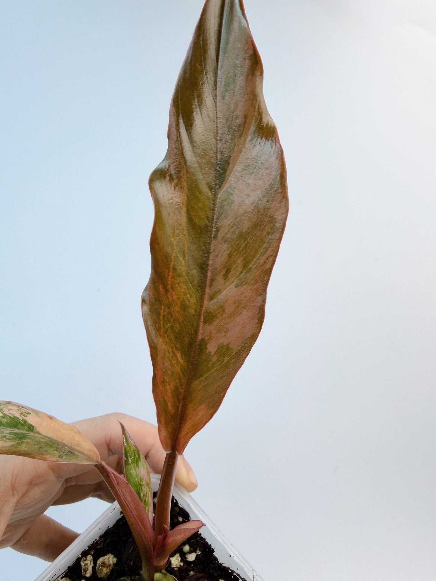 Philodendron Caramel Marble
