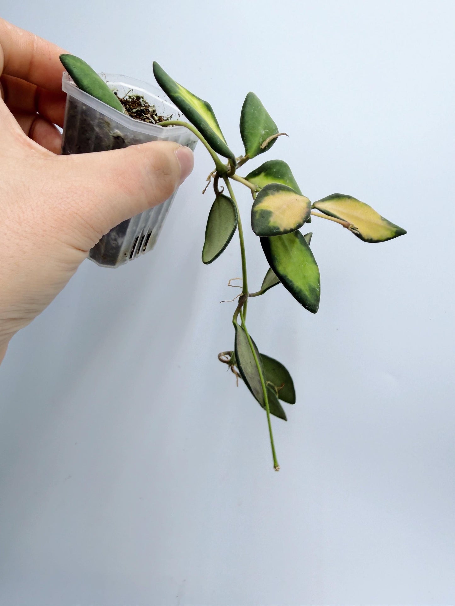 Hoya Burtoniae Variegated