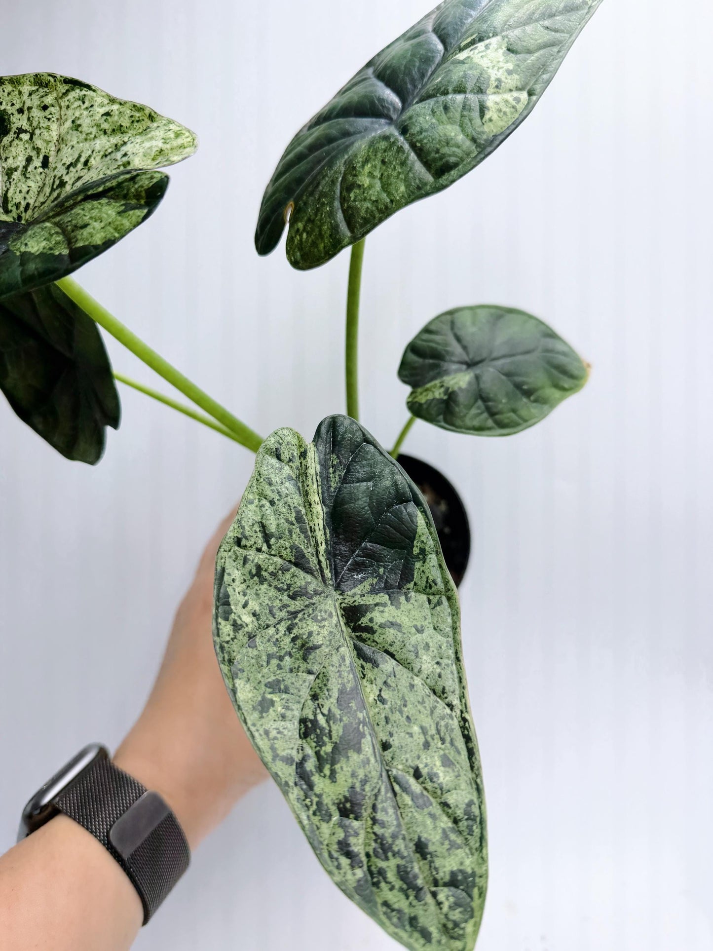 Alocasia Dragon Scale Mint