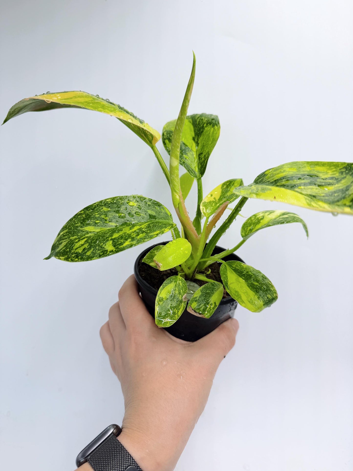 Philodendron Green Congo Nuclear