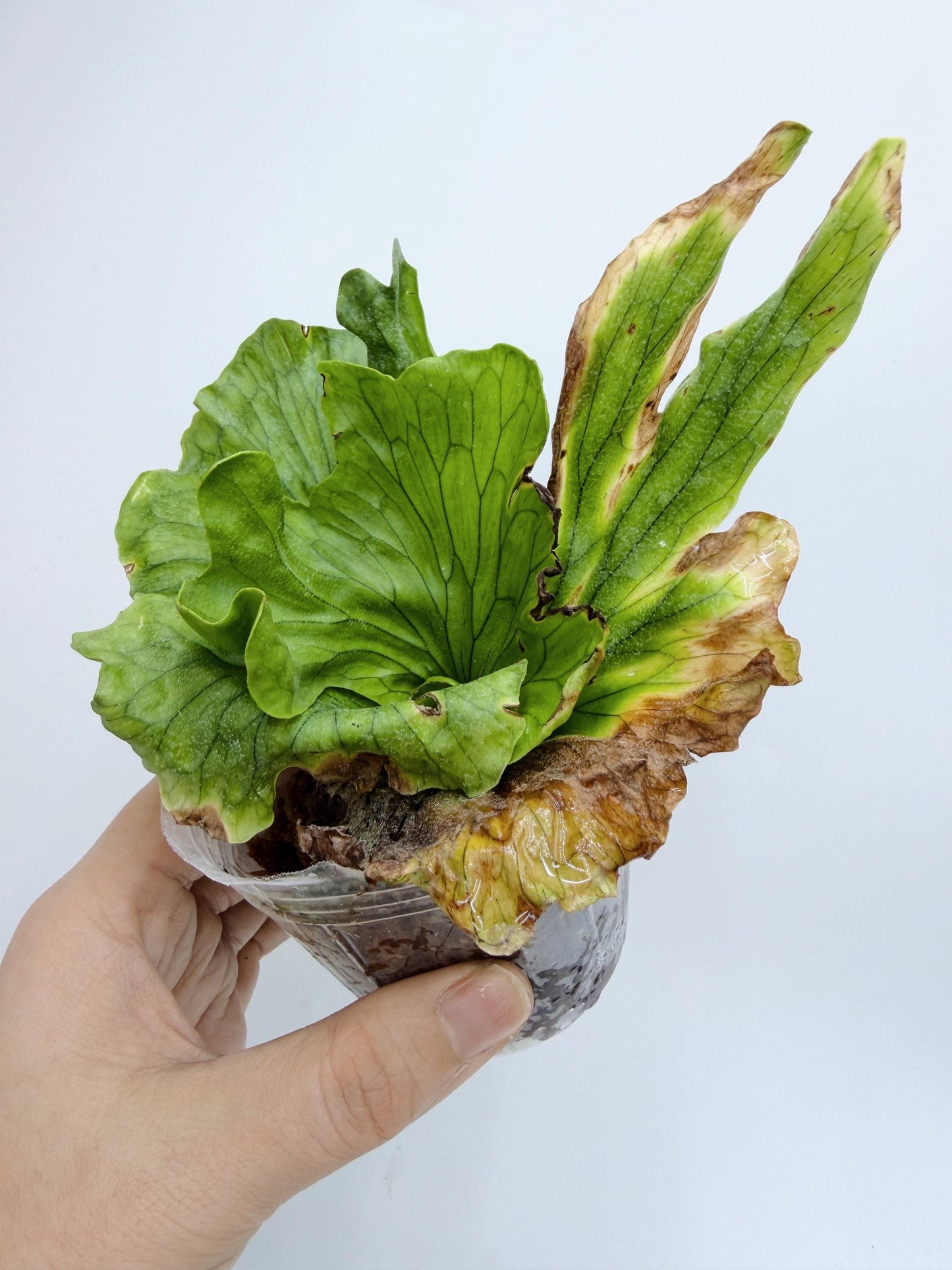 Platycerium wandae 'Dwarf Curling'