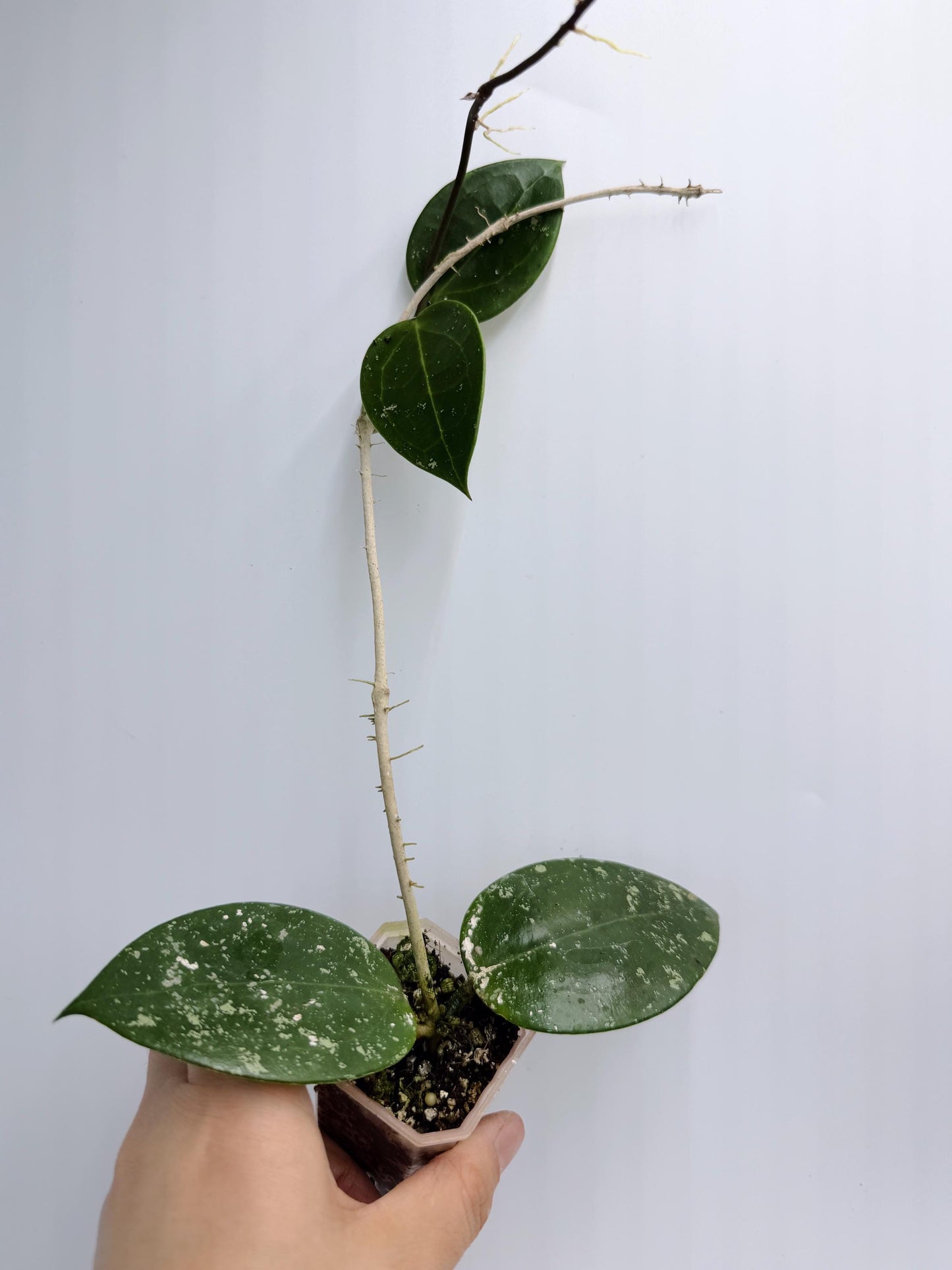 Hoya Verticillata Heart Leaves Splash