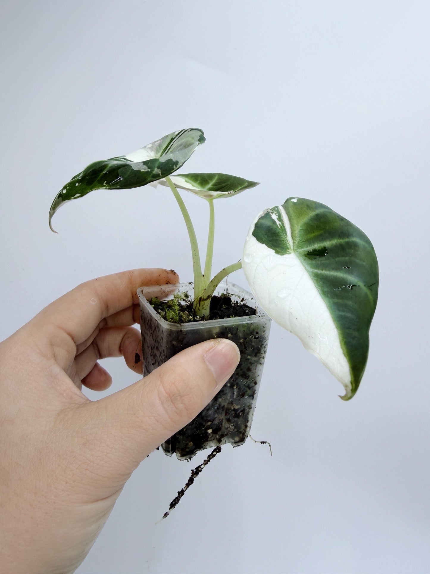 Alocasia Black Velvet Pink Variegated