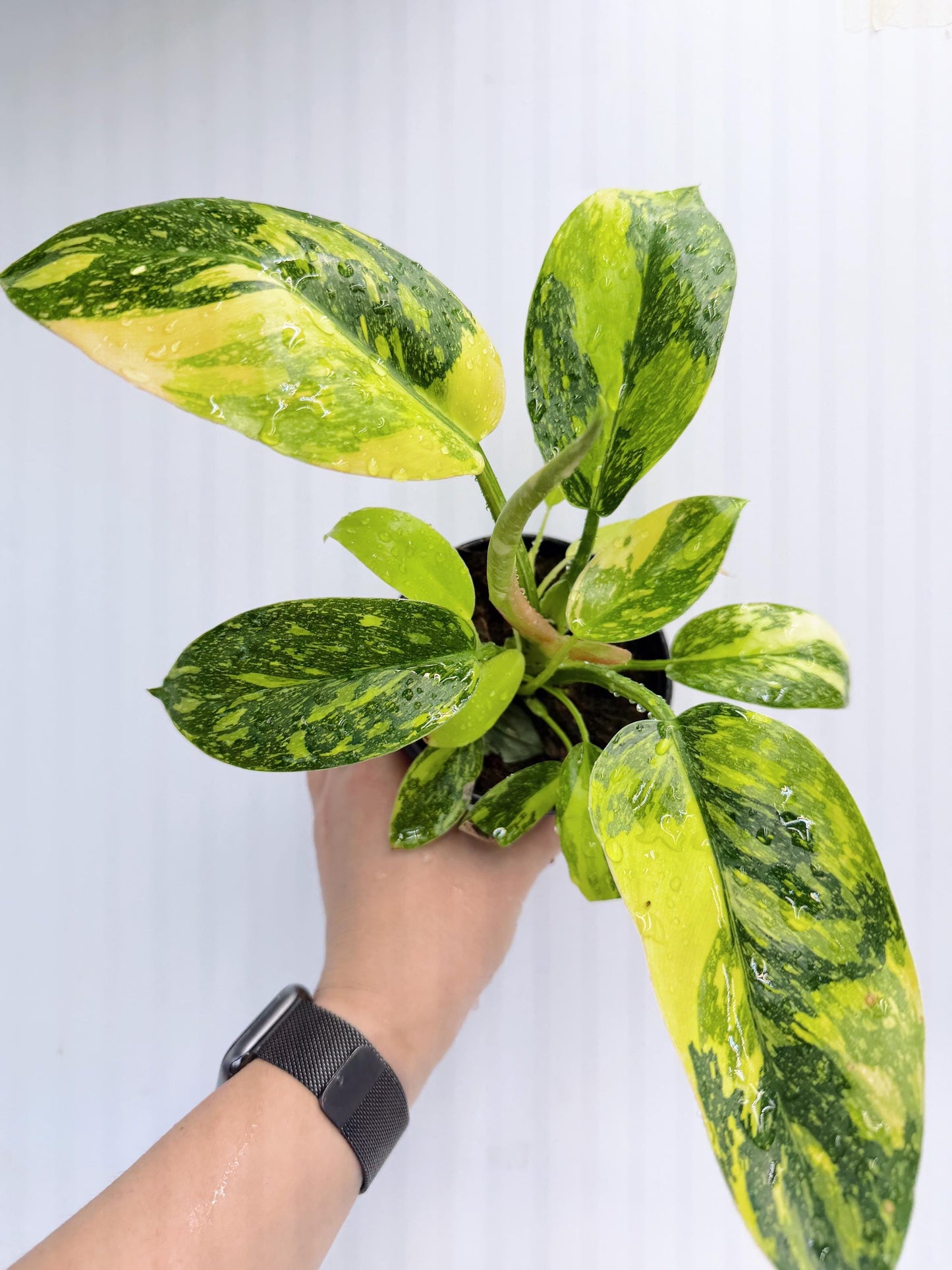 Philodendron Green Congo Nuclear