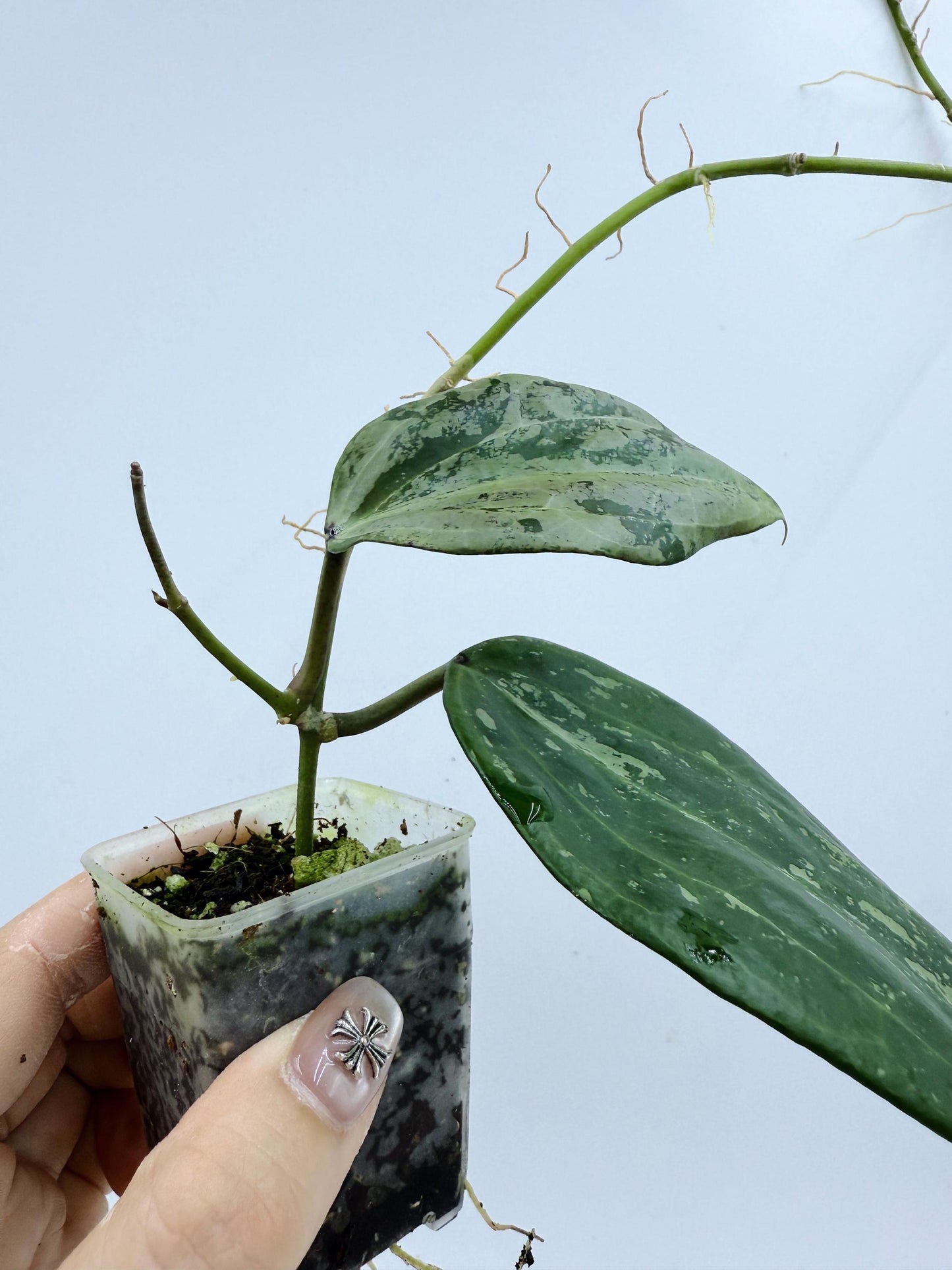 Hoya Michele Silver/Splash